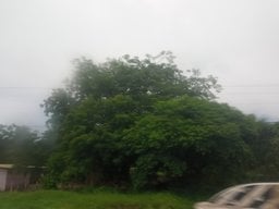 Mairena