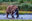 FishingBear18