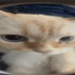 EnyaPenya
