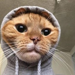JackPrinzipal