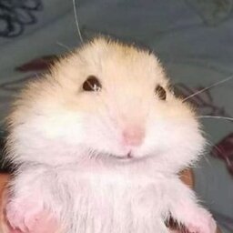 dazyzao