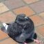 Pombo Sentado