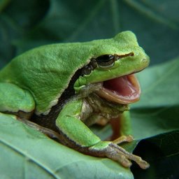 MajaPaulina