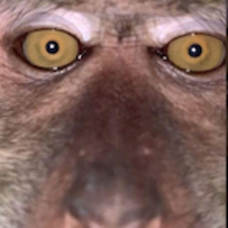 monkymode