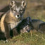 RUS1Wolfy