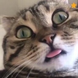 Guyo