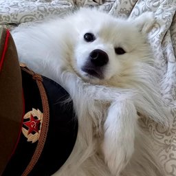 BreadGiveDog