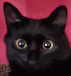 WO0DS