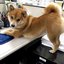 micholly
