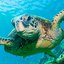 Salty Sea Turtles