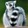 felis-