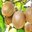 Kiwi E-esportes