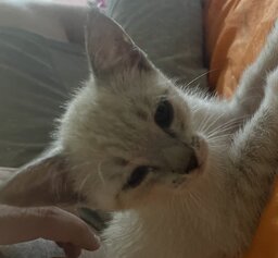 Felipe Depizzol Jahel