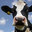 FarmersIForm1