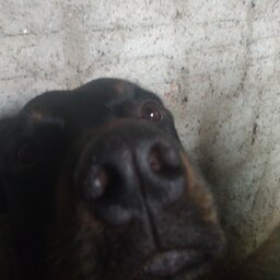 PALMA DA BANANA#PIKA