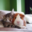 vitim e lipin