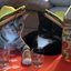 Cats with Tequilas