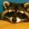 Sad Raccoon