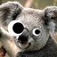 Koalas (was deleted at: 2018-07-17T17:01:55.7360700Z)