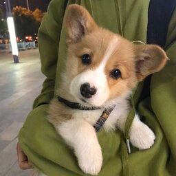 FLuDI