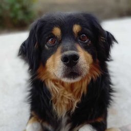 Pufy