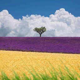 deputakemarujeputatsuvilado