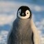 ElegantPenguins
