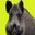 Rich Boars