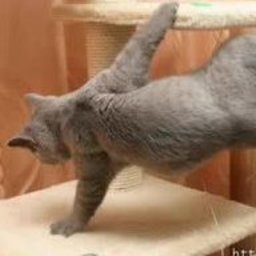 ProfisionalenTufleck