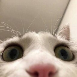 NYNJAxX69