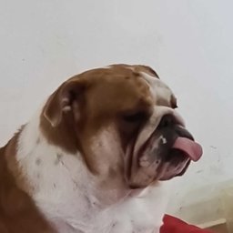 Mauro Viegas Palermo