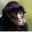 Spider Monkeys
