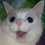 crazy cat