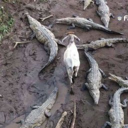 FatRatson