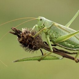 Žiogas_Cricket