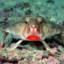 Red-Lipped Whiffers (was deleted at: 2022-07-21T04:13:14.1381653Z)