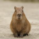 Capybara