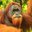 Bezrucí Orangutani