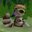 Inting Raccoon