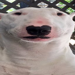 PorcGras