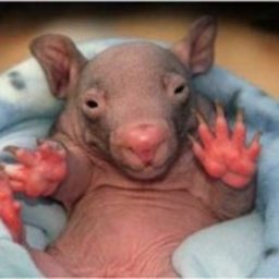 GOSHAHAHAHAHAHAHHAHAHA