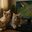 The Cutest Kittens
