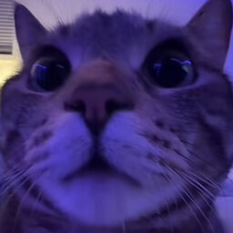 ostuda