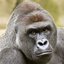 Dutch Gorillas (was deleted at: 2019-12-16T17:35:38.1627162Z)