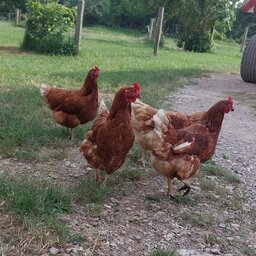 PofukanUsernameTaken