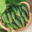 CucumbersPro