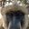 Baboons1
