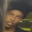 RSN