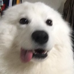 dosiek