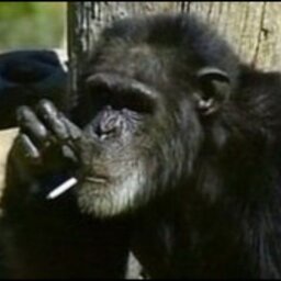 Volkan Geceyatmazsabahkalkmazogullari